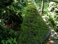 Railing with moss. Ecoturismo , ecotourism in Costa Rica