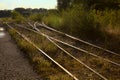 Railroad covered by tall grass at sunset