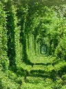 Railroad in forest formed a green tunnel. Tunnel of love in sun light in Ukraine, Klevan Royalty Free Stock Photo