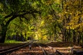 Railroad among the mango trees. Railway in the forest. Summer green forest and railway