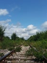 Railroad overgrown with vegetation