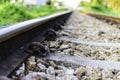 Railroad spike, Rail Sleeper and Railway