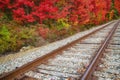 Railroad tracks along autumn trees Royalty Free Stock Photo