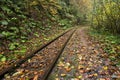 Railroad tracks cut through autumn woods Royalty Free Stock Photo