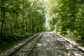 Railroad tracks in the forest Royalty Free Stock Photo