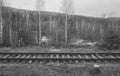 Railroad tracks in the forest. Black and white photo of railroad tracks Royalty Free Stock Photo