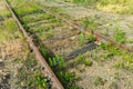 Railroad tracks overgrown with grass Royalty Free Stock Photo