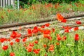 Railroad train panorama tracks flowers frame poppies poppy panorama landscape