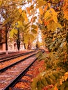 rails, autumn, bush, nature, tree, beauty, paint road travel Royalty Free Stock Photo