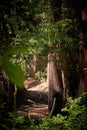 Rails in the redwood forest California Royalty Free Stock Photo