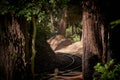 Rails in the redwood forest California Royalty Free Stock Photo