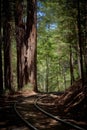 Rails in the redwood forest California Royalty Free Stock Photo