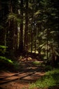 Rails in the redwood forest California Royalty Free Stock Photo