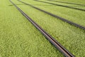 Rails of a tram