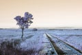 Rails and trees leading to nowhere Royalty Free Stock Photo