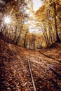 Railway in colorful forest in autumn on sunny day