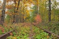 A railway in the autumn forest. Famous Tunnel of love formed by trees. Klevan, Rivnenska obl. Ukraine Royalty Free Stock Photo