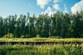Railway on the background of a birch forest. Bright summer and Sunny day Royalty Free Stock Photo