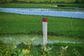 Railway boundary pole in a rice field. Royalty Free Stock Photo