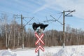 Railway crossing sign with signal lights in winter