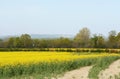 Railway line crosses through a field of yellow oilseed rape