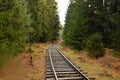 Tracks in the green forest