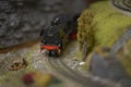 Railway model with steam locomotive and landscape details Royalty Free Stock Photo