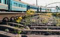 Railway with old trains and yellow flowers Royalty Free Stock Photo