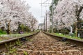 Railway and sakura tree