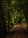 Train track heading into the light after the dark undergrowth.