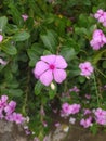 Rain-Adorned Pink Periwinkle in Full Bloom Royalty Free Stock Photo