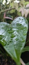 the rain in the afternoon wets the green leaves of the flower Royalty Free Stock Photo