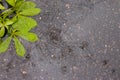 Rain on asphalt or tarmac road creating ripples and chestnut leaves, high contrast during spring. Background texture Royalty Free Stock Photo