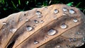 Rain on autumn leaves and water droplets on dead leaves Royalty Free Stock Photo