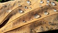 Rain on autumn leaves and water droplets on dead leaves Royalty Free Stock Photo