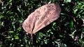 Rain on autumn leaves and water droplets on dead leaves Royalty Free Stock Photo