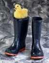 Rain Boots and Ducky. Royalty Free Stock Photo