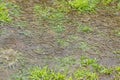 Rain causing splashes and puddles on a patch of grass Royalty Free Stock Photo