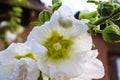 After the rain - Closeup of wet white hollyhock blossom with petals almost transparent and green kaleidoscope center - selective f