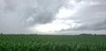 Rain clouds nourishing corn crops with fresh water after drought.