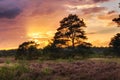 Rain clouds obscuring the sun over a field in the forest with purple heather