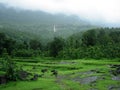 Rain clouds over forest Royalty Free Stock Photo