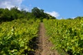 Rain clouds over mountains and a valley with a green vineyard Royalty Free Stock Photo