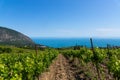 Rain clouds over mountains and a valley with a green vineyard Royalty Free Stock Photo