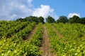 Rain clouds over mountains and a valley with a green vineyard Royalty Free Stock Photo