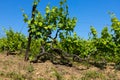 Rain clouds over mountains and a valley with a green vineyard Royalty Free Stock Photo