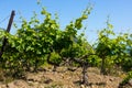 Rain clouds over mountains and a valley with a green vineyard Royalty Free Stock Photo