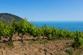 Rain clouds over mountains and a valley with a green vineyard Royalty Free Stock Photo