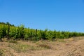 Rain clouds over mountains and a valley with a green vineyard Royalty Free Stock Photo