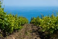 Rain clouds over mountains and a valley with a green vineyard Royalty Free Stock Photo